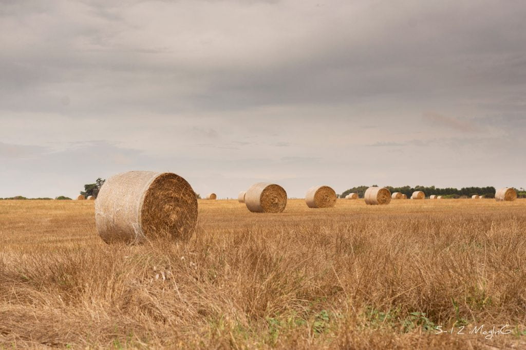 Portrait, Event, Adventure, Photography, 5-12 iMagInG, #512iMagInG, 512imaging, hay