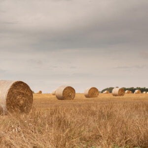 Hay