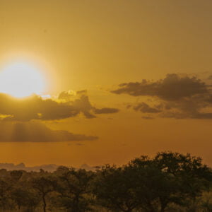 Safari Sunset