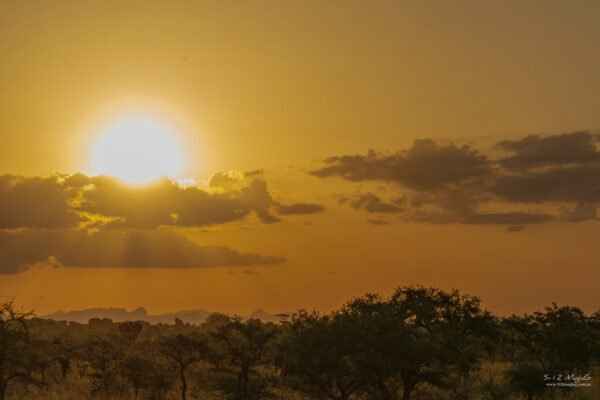 Safari Sunset