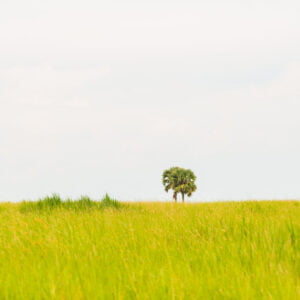 Horizon Trees