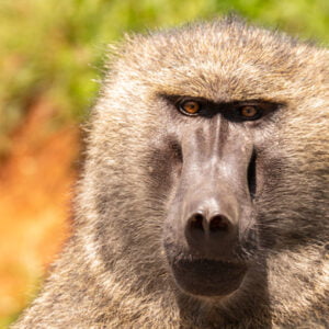 Monkey Business